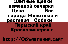 Элитные щенки немецкой овчарки › Цена ­ 30 000 - Все города Животные и растения » Собаки   . Пермский край,Красновишерск г.